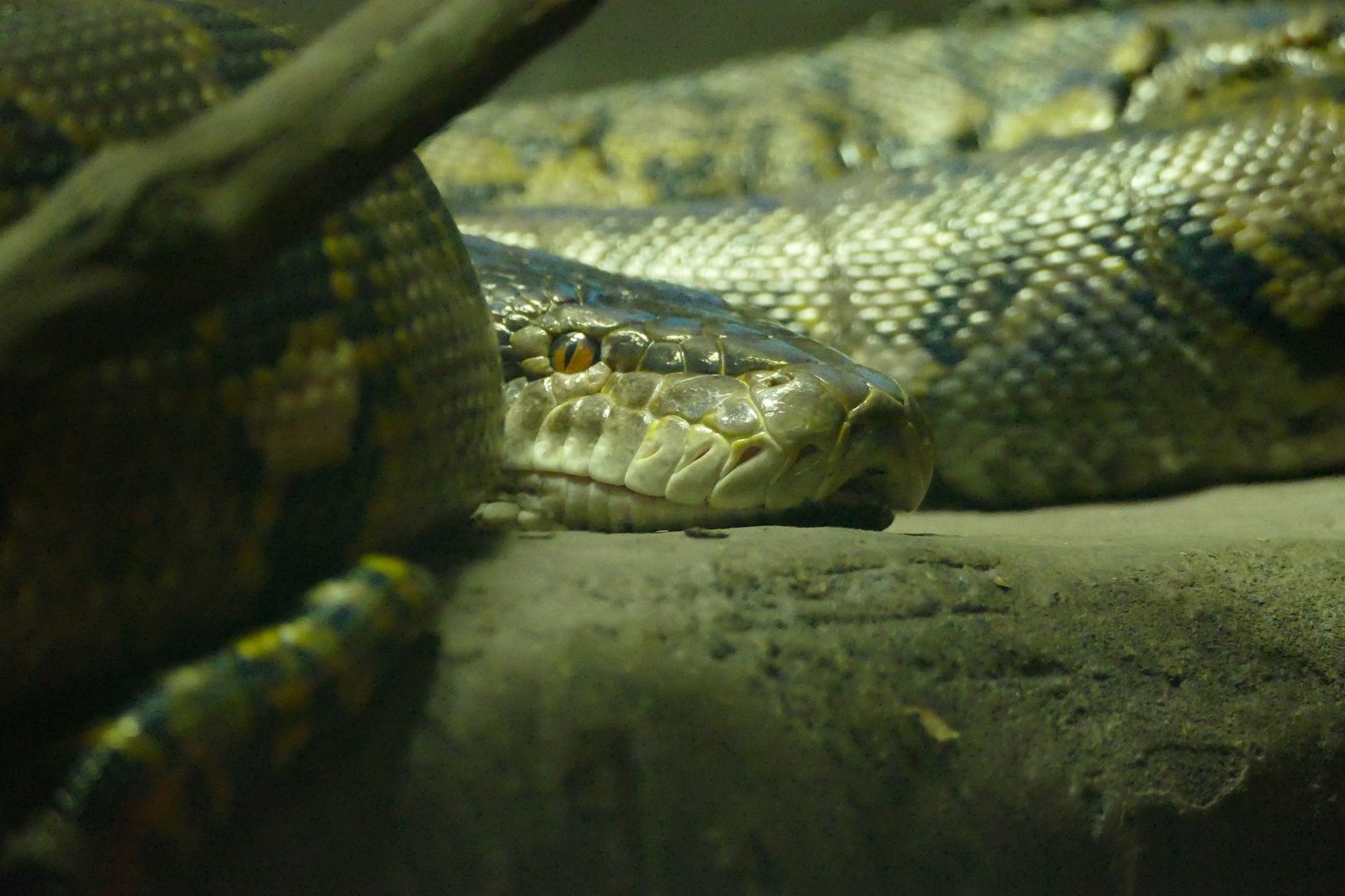 Reticulated Python, October 2022