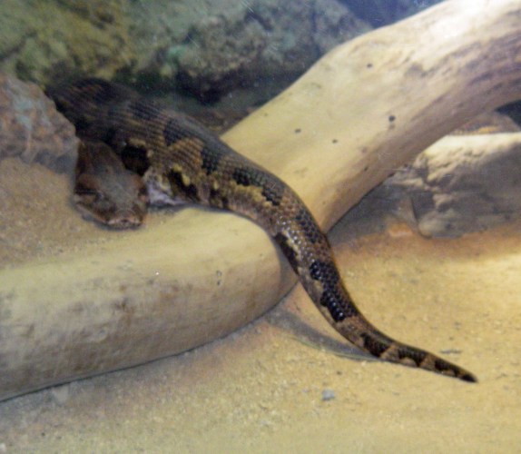 Reticulated Python (Python reticulatus)