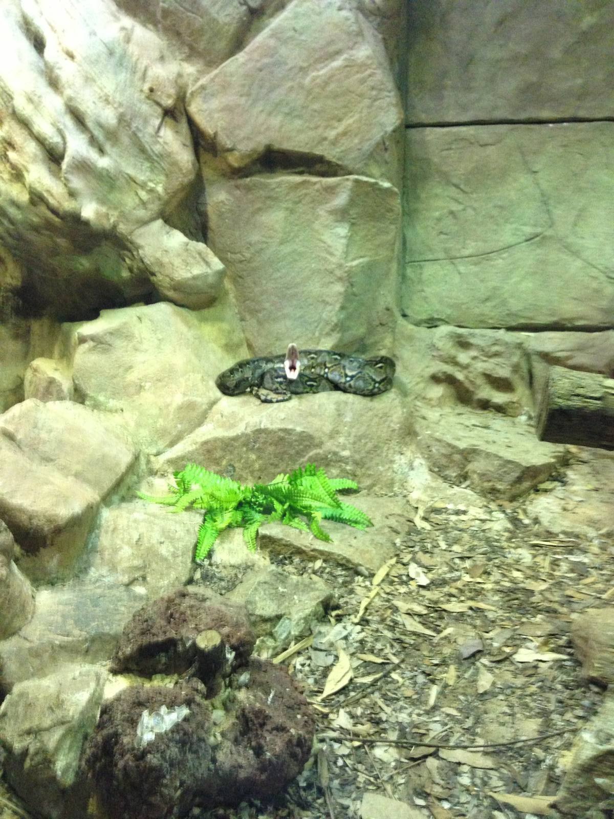 Reticulated Python-Python reticulatus