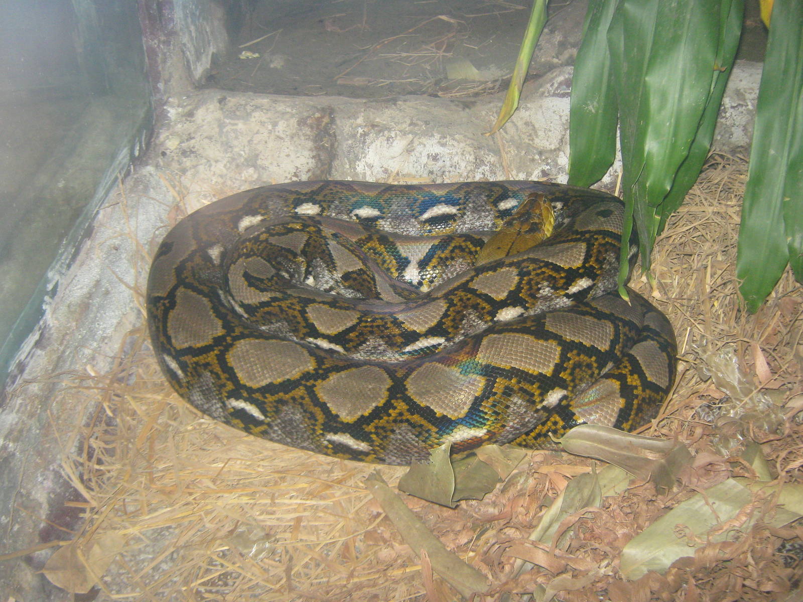 reticulated python (Python reticulatus)
