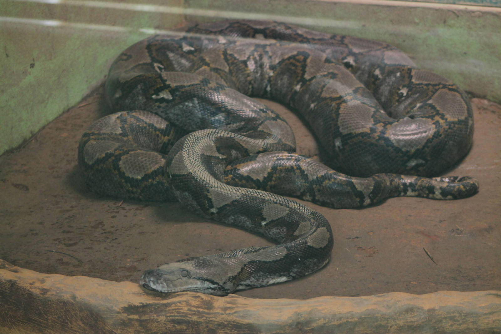 Reticulated Python (Python reticulatus)