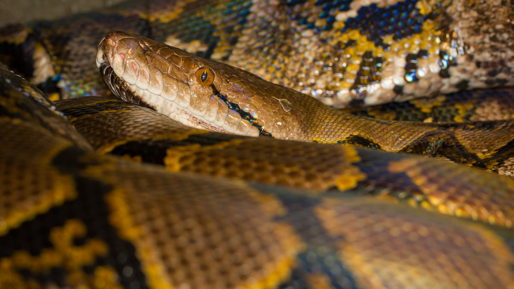 Reticulated python - Python reticulatus