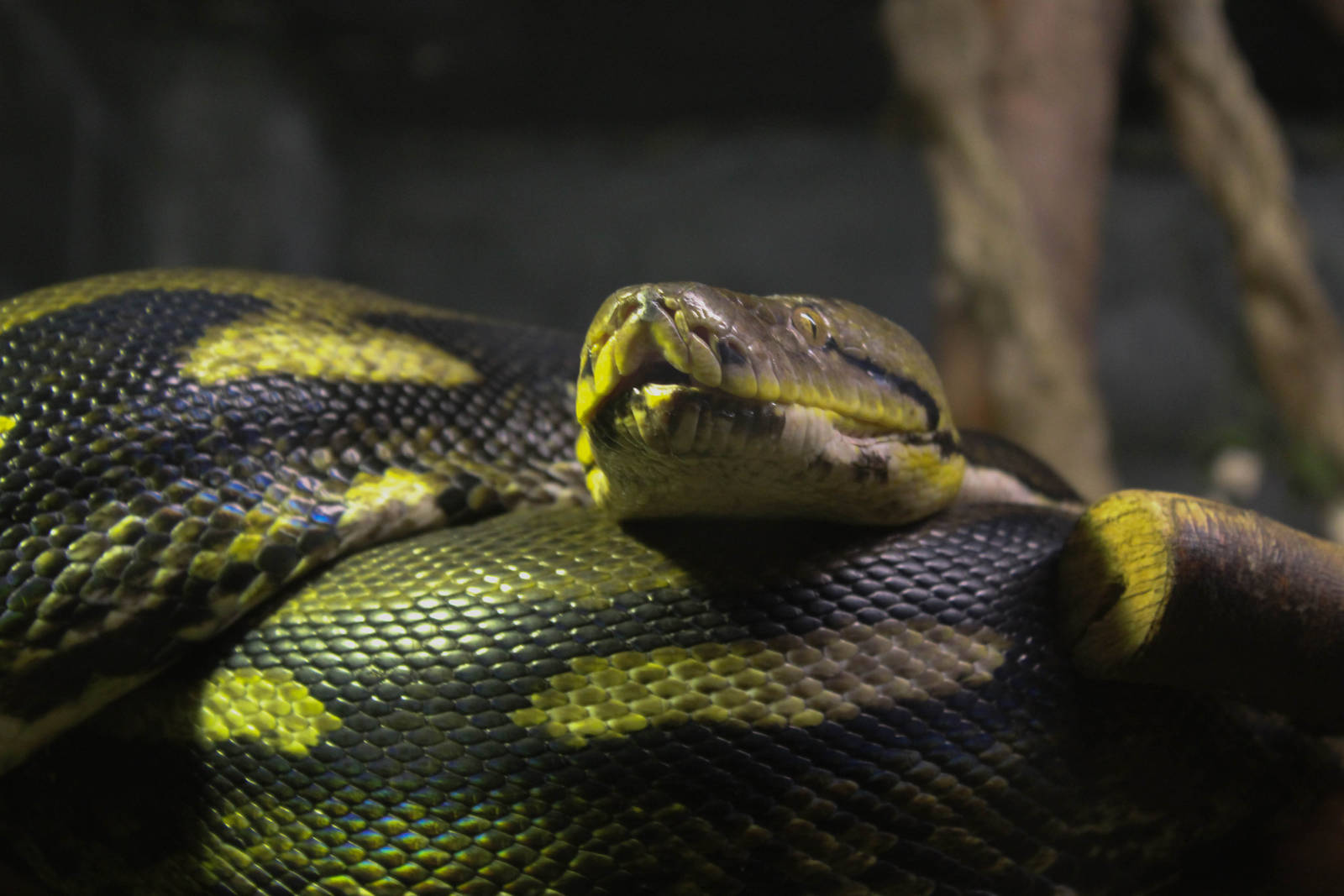 Reticulated python (Python reticulatus)