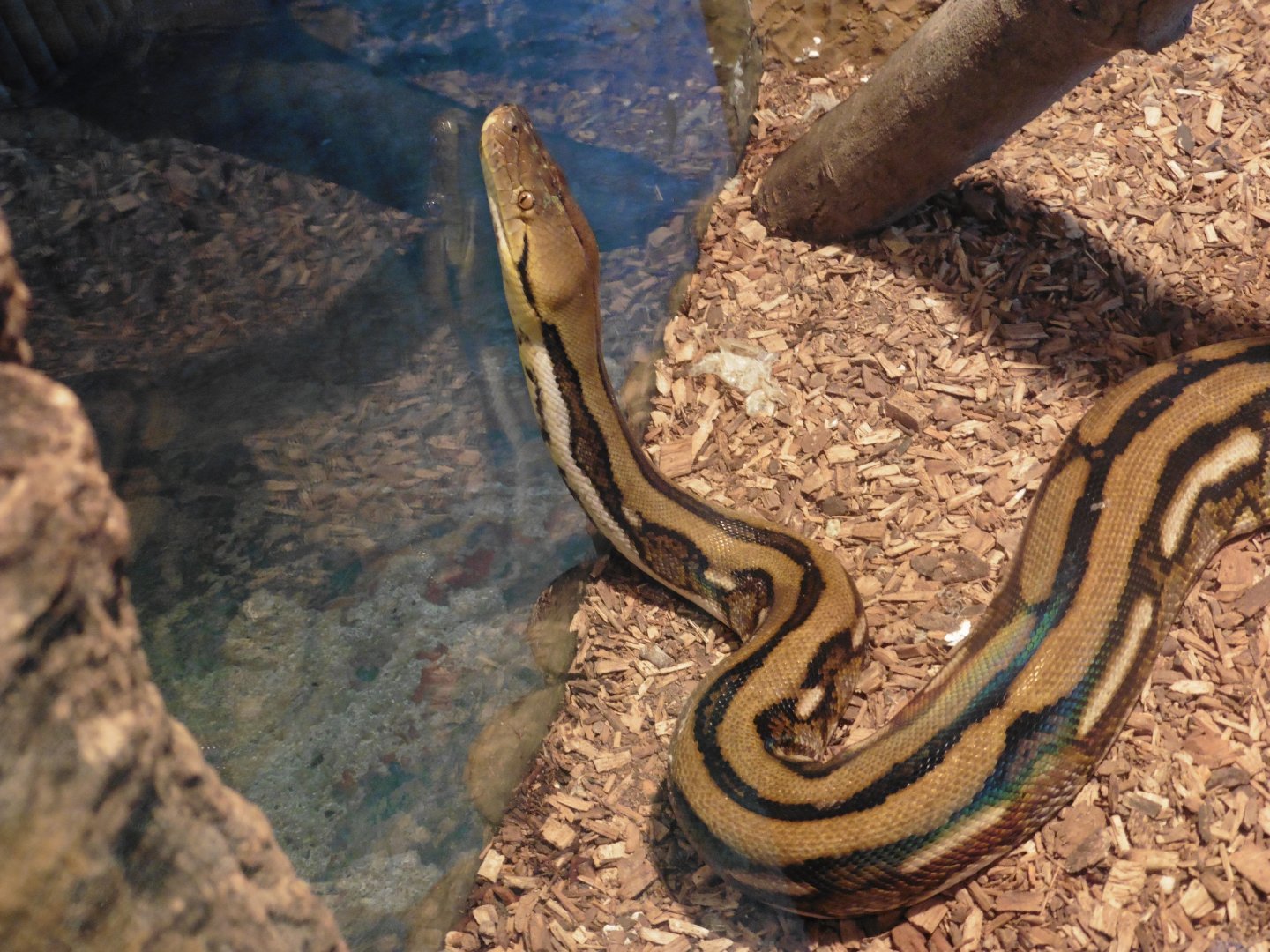 Reticulated Python (python reticulatus)