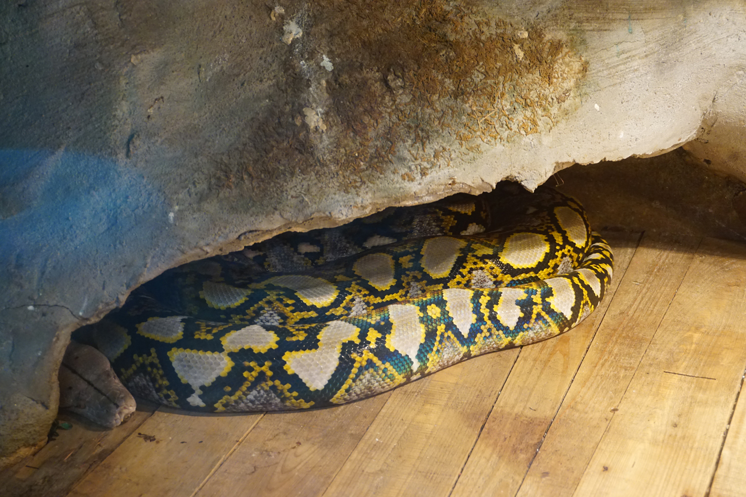Reticulated python (Python reticulatus)