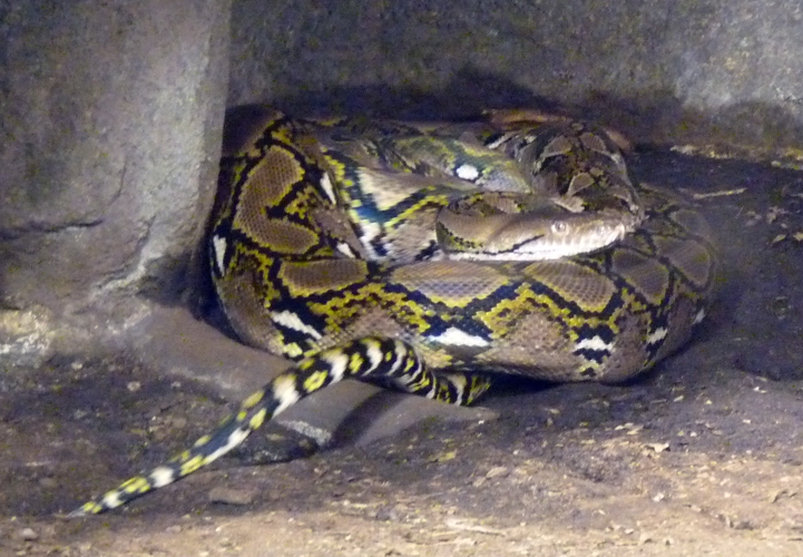 Reticulated python (Python reticulatus)