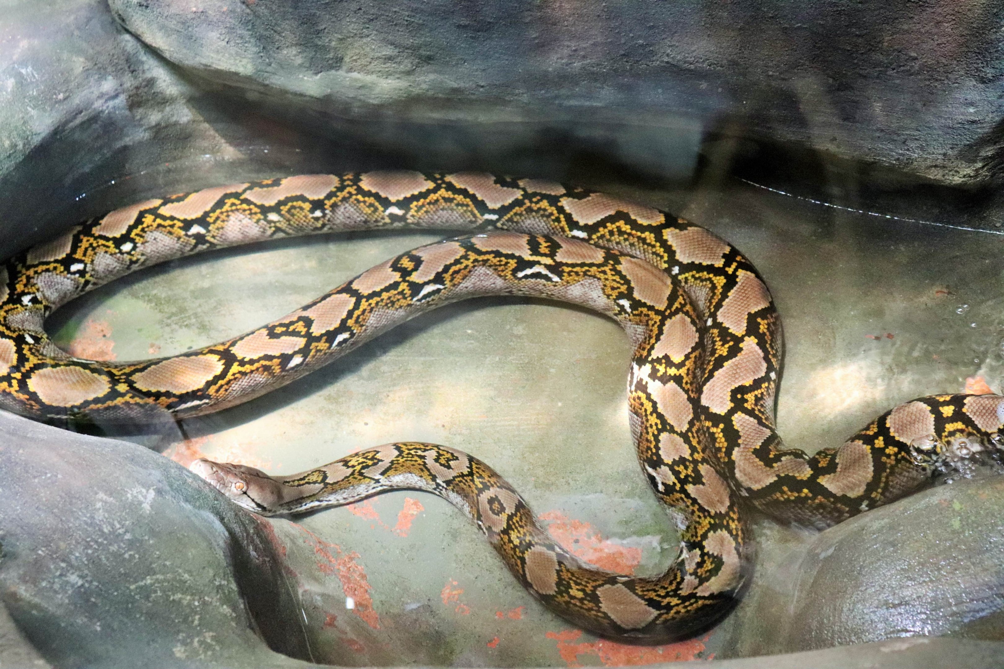 Reticulated Python (Python reticulatus)