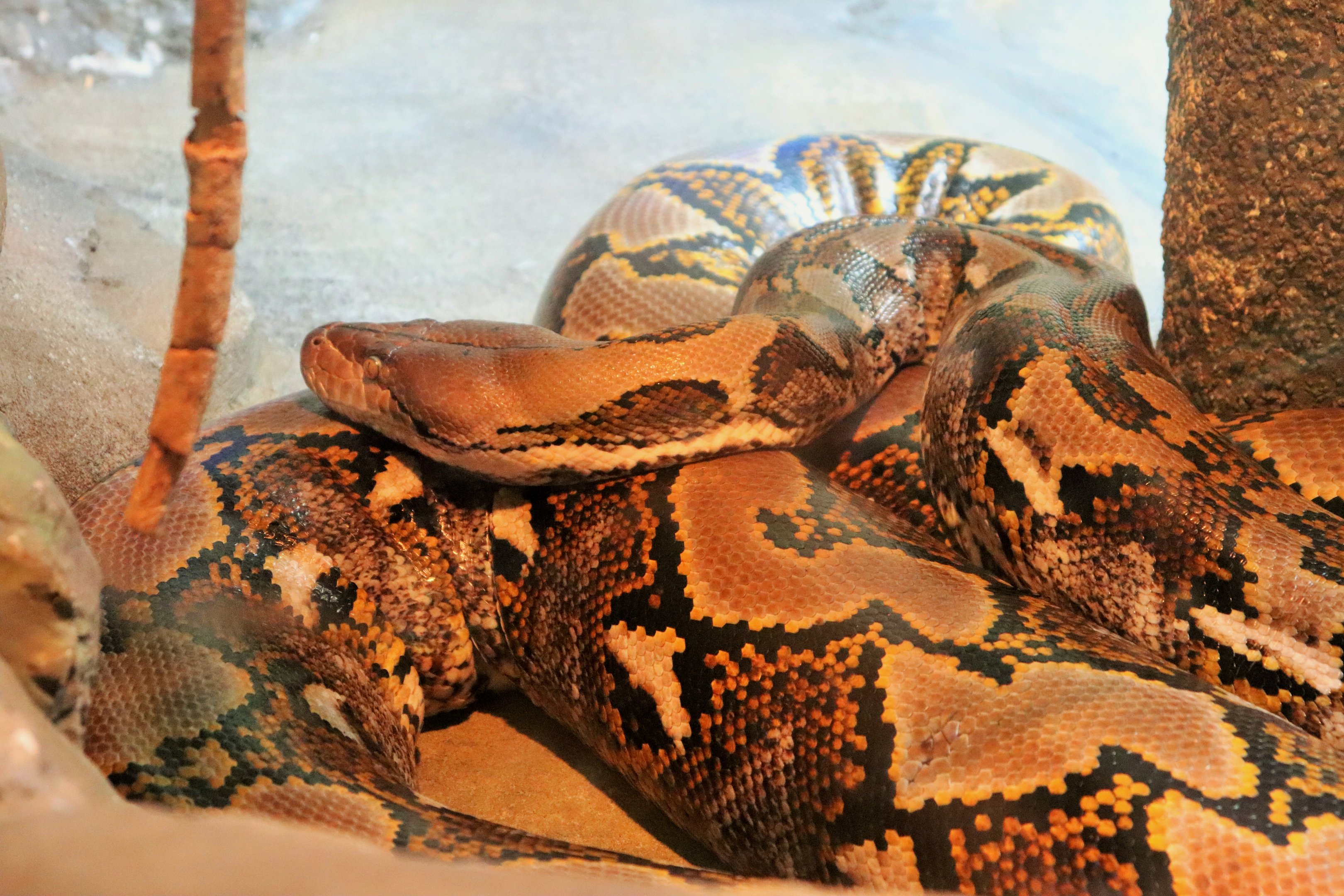 Reticulated Python (Python reticulatus)
