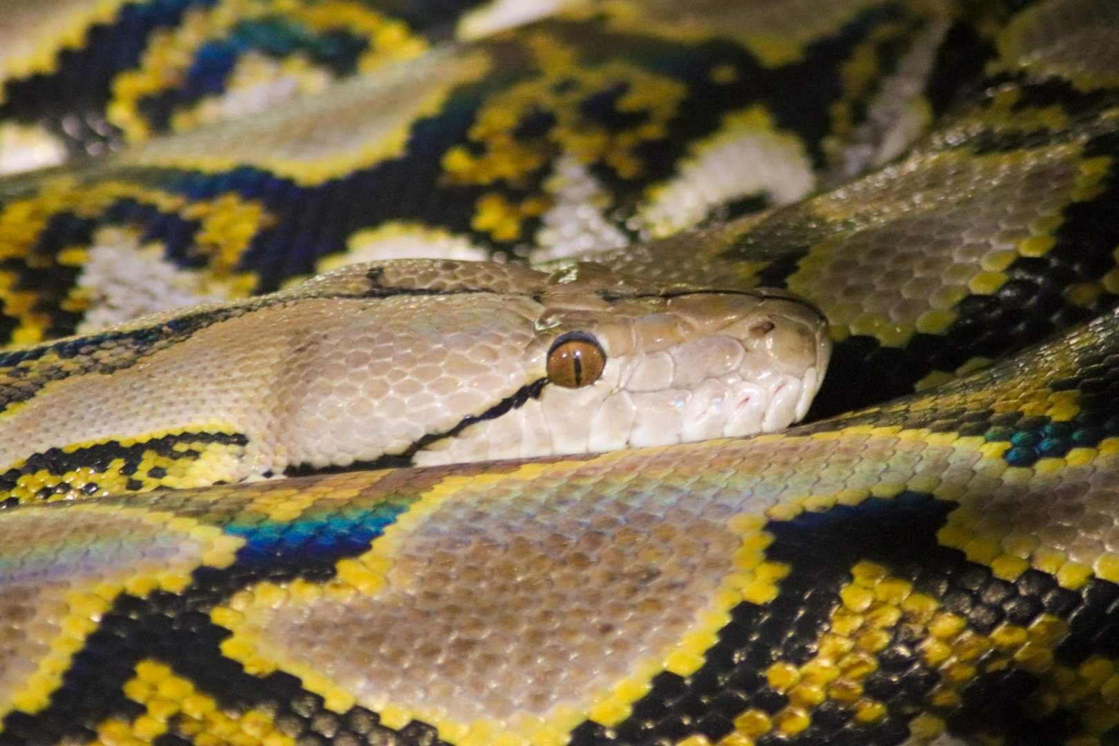 Reticulated Python (Python reticulatus)