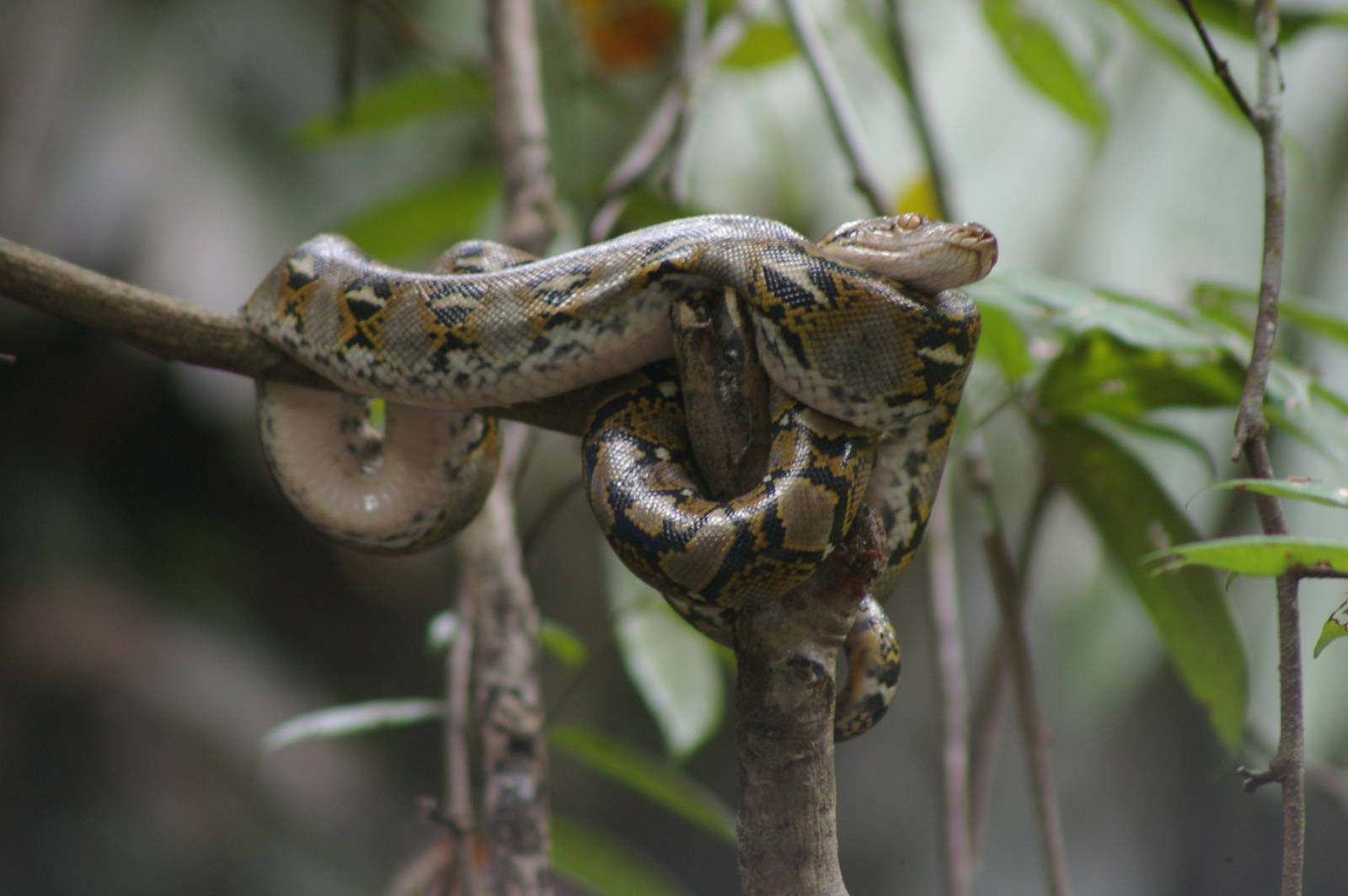 reticulated python (Python reticulatus)