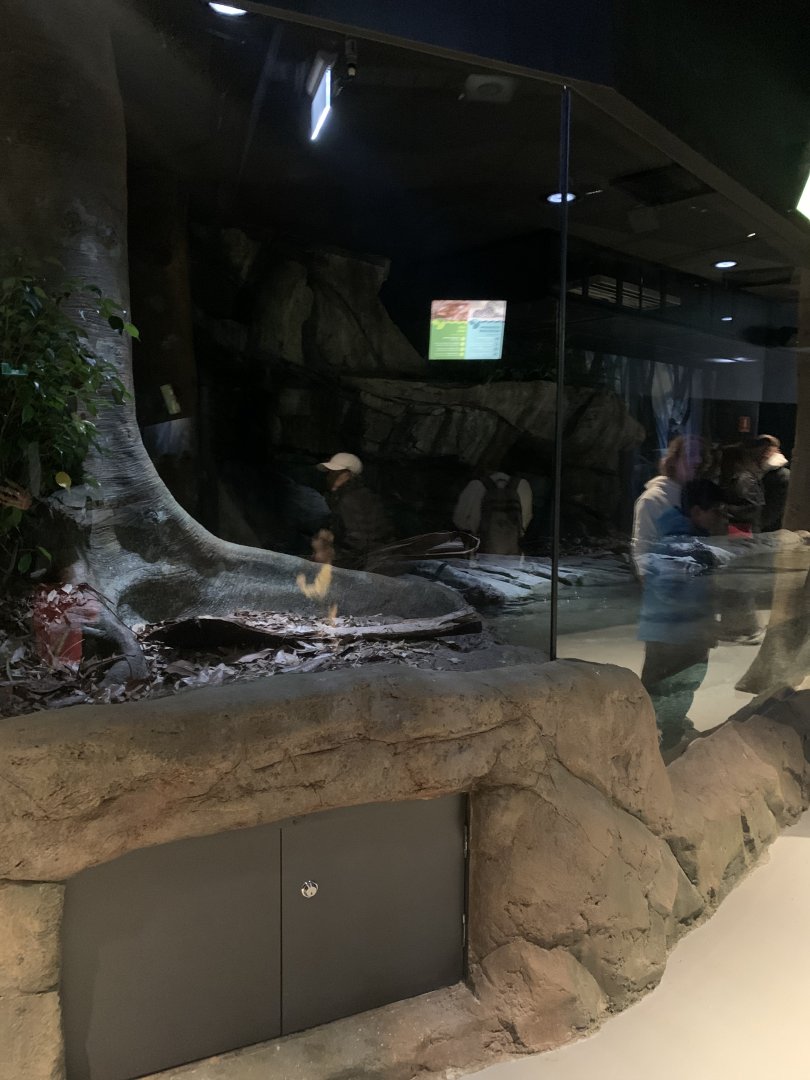 Reticulated Python (Racheal) enclosure in new arc building
