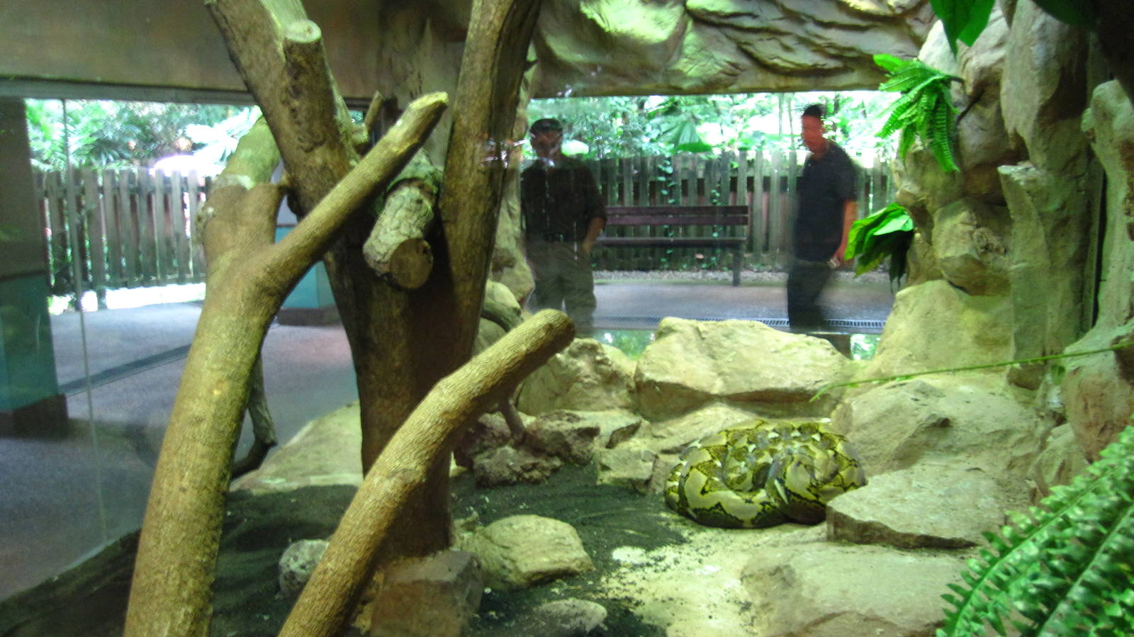 Reticulated Python, Reptile House