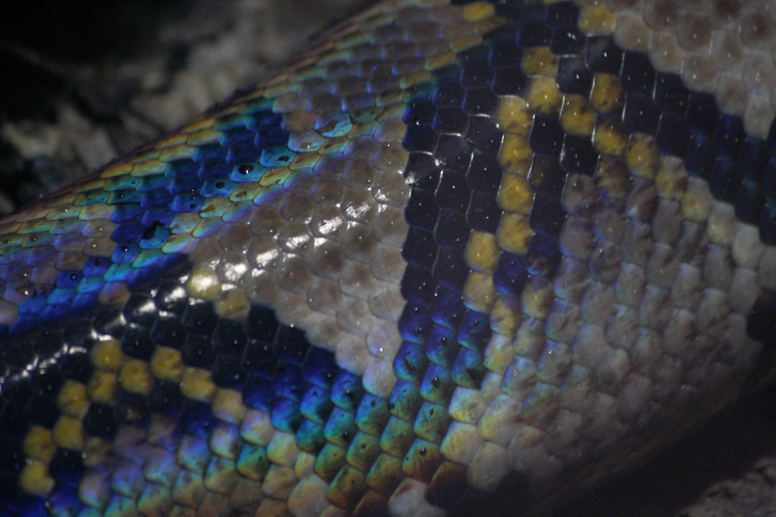 Reticulated python sheen, 20/11/11