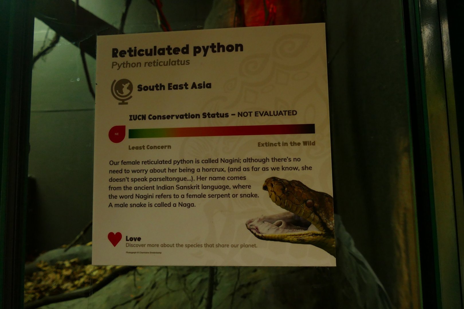 Reticulated python sign, Croc Swamp, May 2021