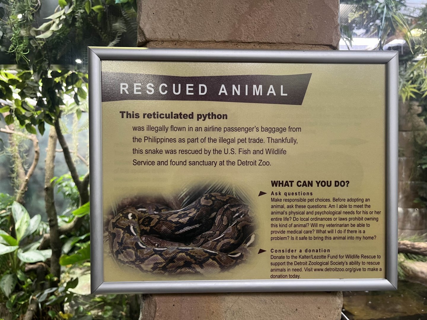Reticulated python signage