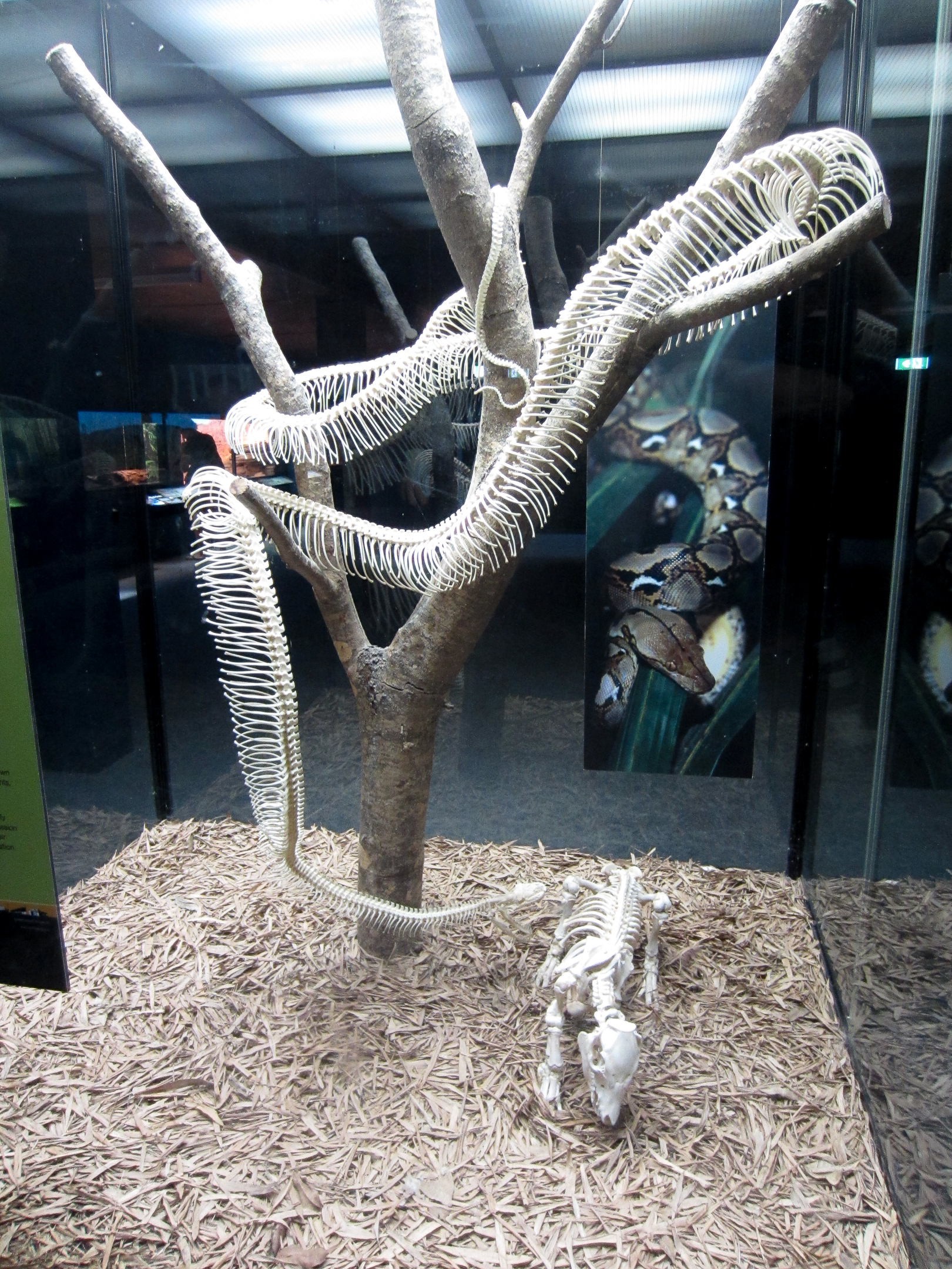 Reticulated Python Skeleton