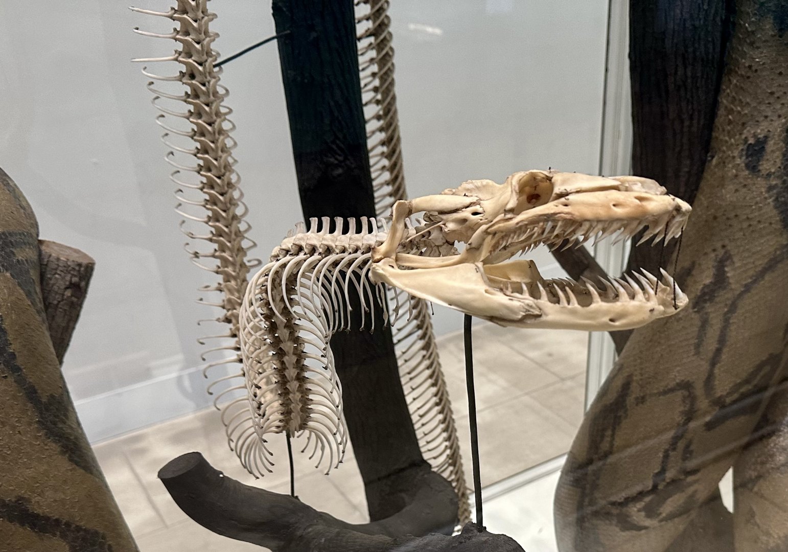 Reticulated Python (Skeleton)