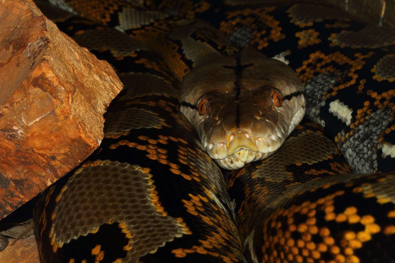 Reticulated Python, Snakes Downunder Jan 2016