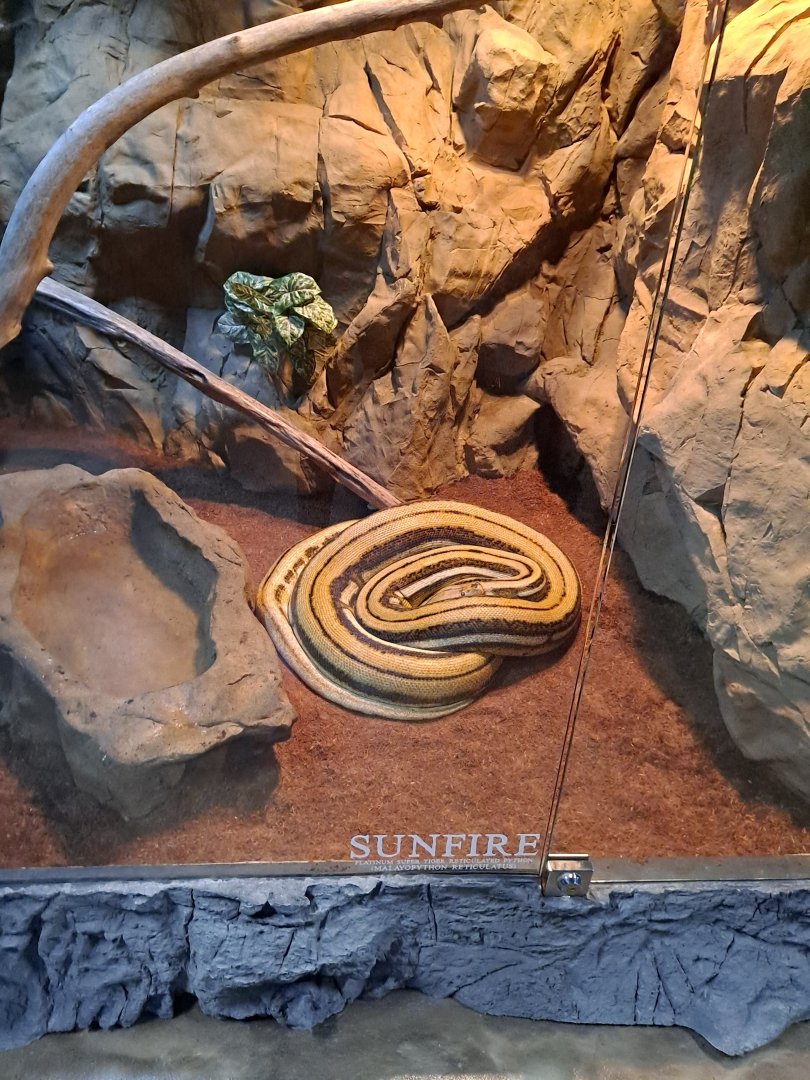 Reticulated Python (Sunfire) Exhibit (4/19/25)