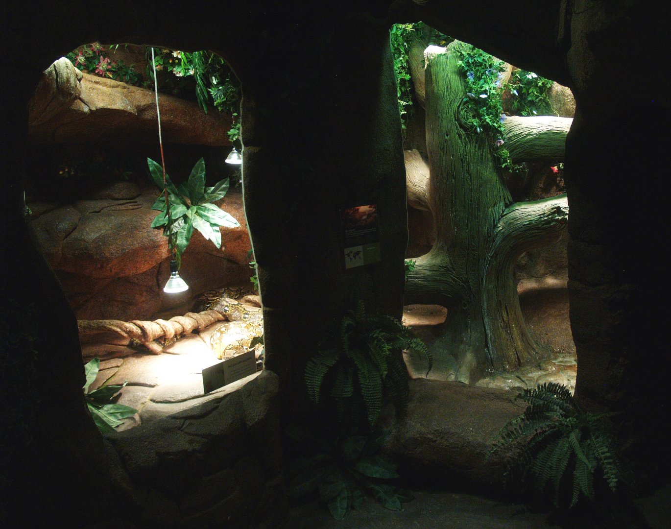 Reticulated python terrarium, 2014-02-16