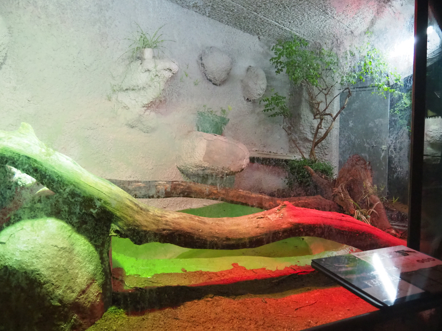 Reticulated python terrarium, 2019-08-04