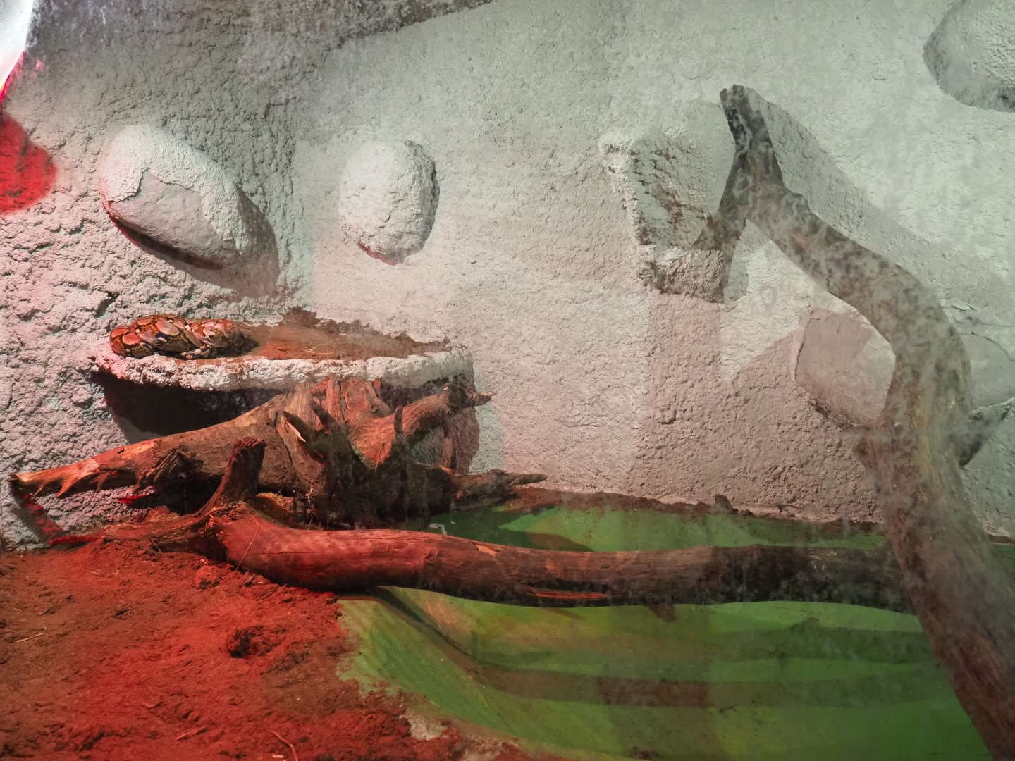 Reticulated python terrarium, 2020-06-20