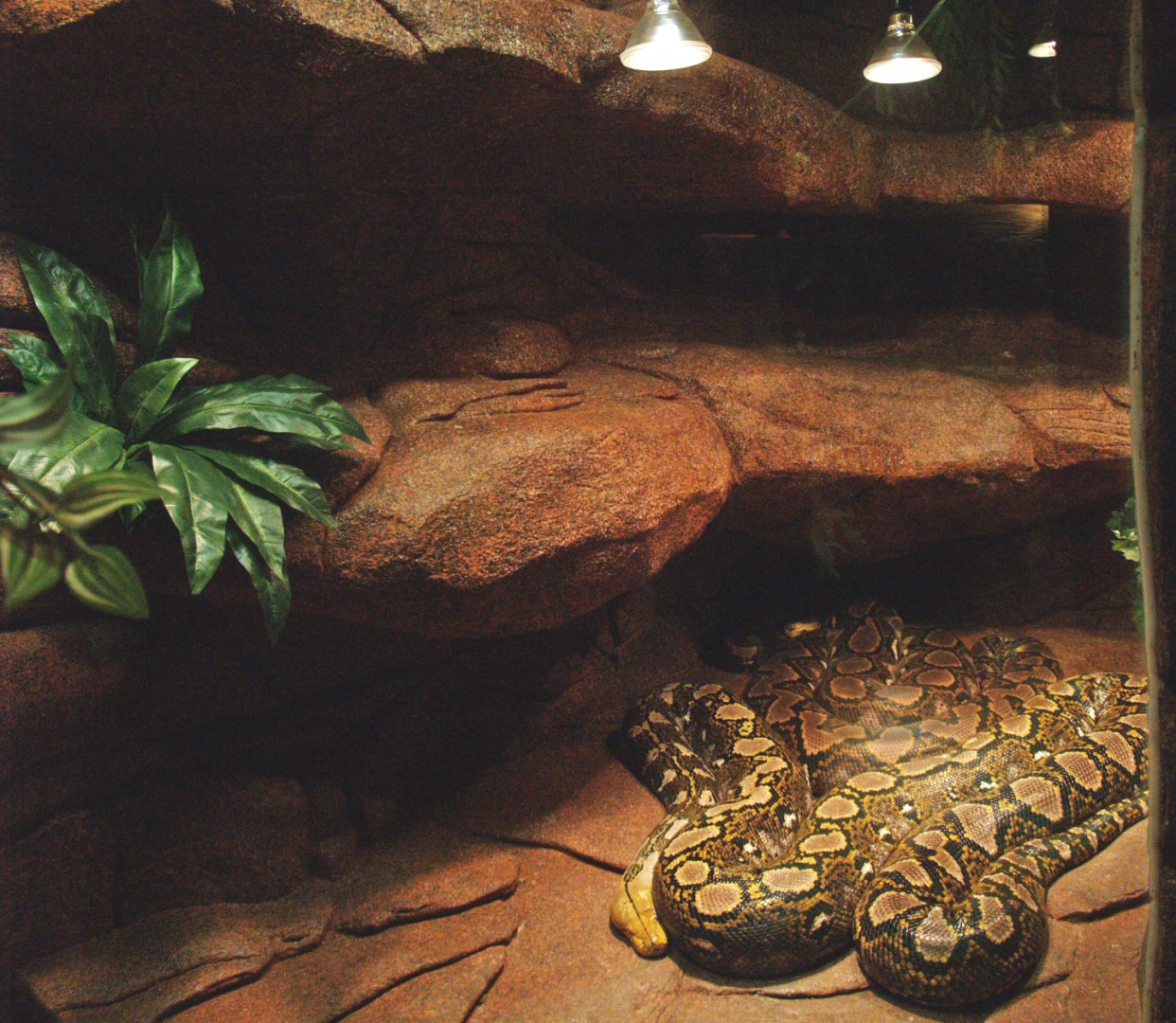 Reticulated python terrarium, second part, 2009-04-14