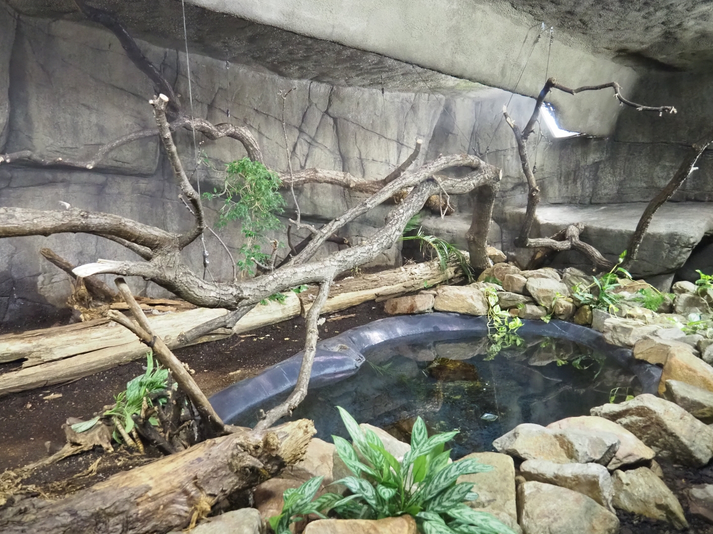 Reticulated python terrarium (Sep 16th, 2018)
