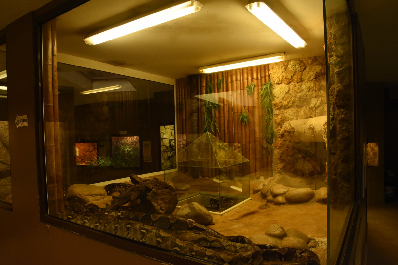 Reticulated Python terrarium