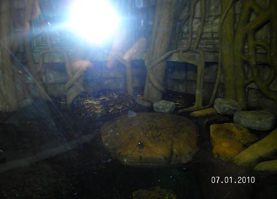 Reticulated Python/Tokay Enclosure