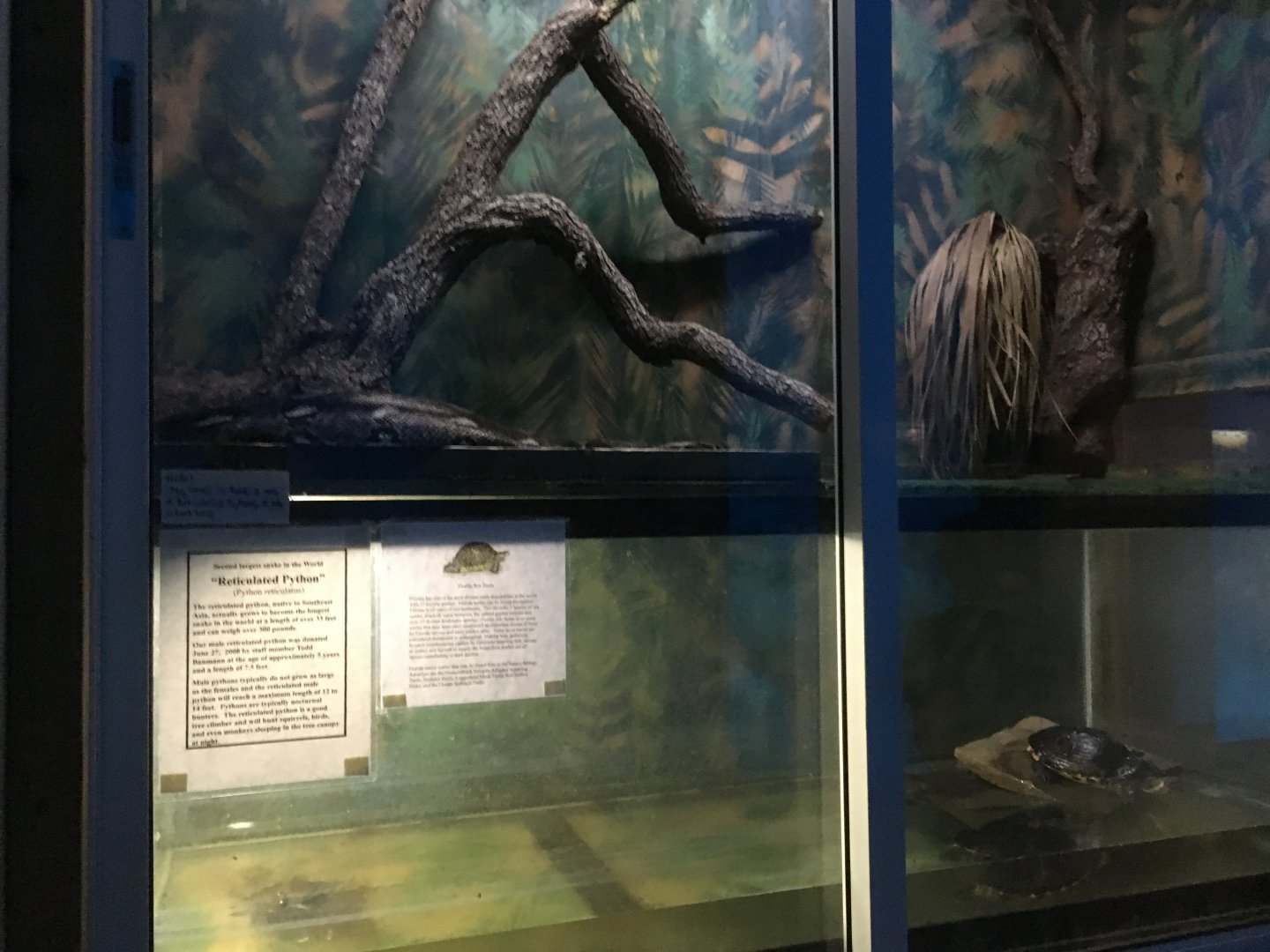 Reticulated Python (Top) Florid Box Turtle (Bottom)