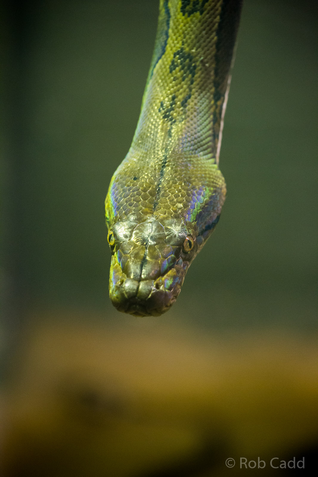 Reticulated python : Wingham : 13 Oct 2014