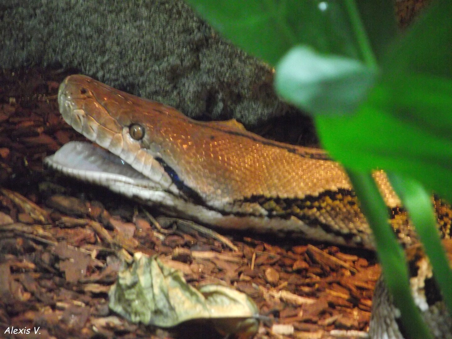 Reticulated Python yawning - Zooparc de Beauval - 11/2021
