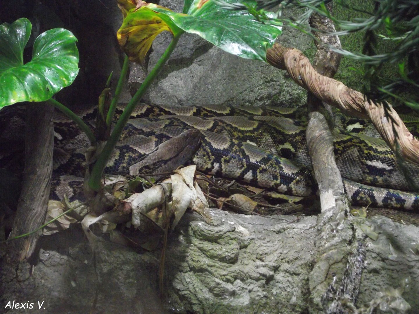 Reticulated Python - Zooparc de Beauval - 07/2020