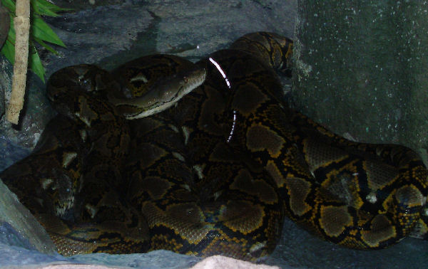 Reticulated Python.