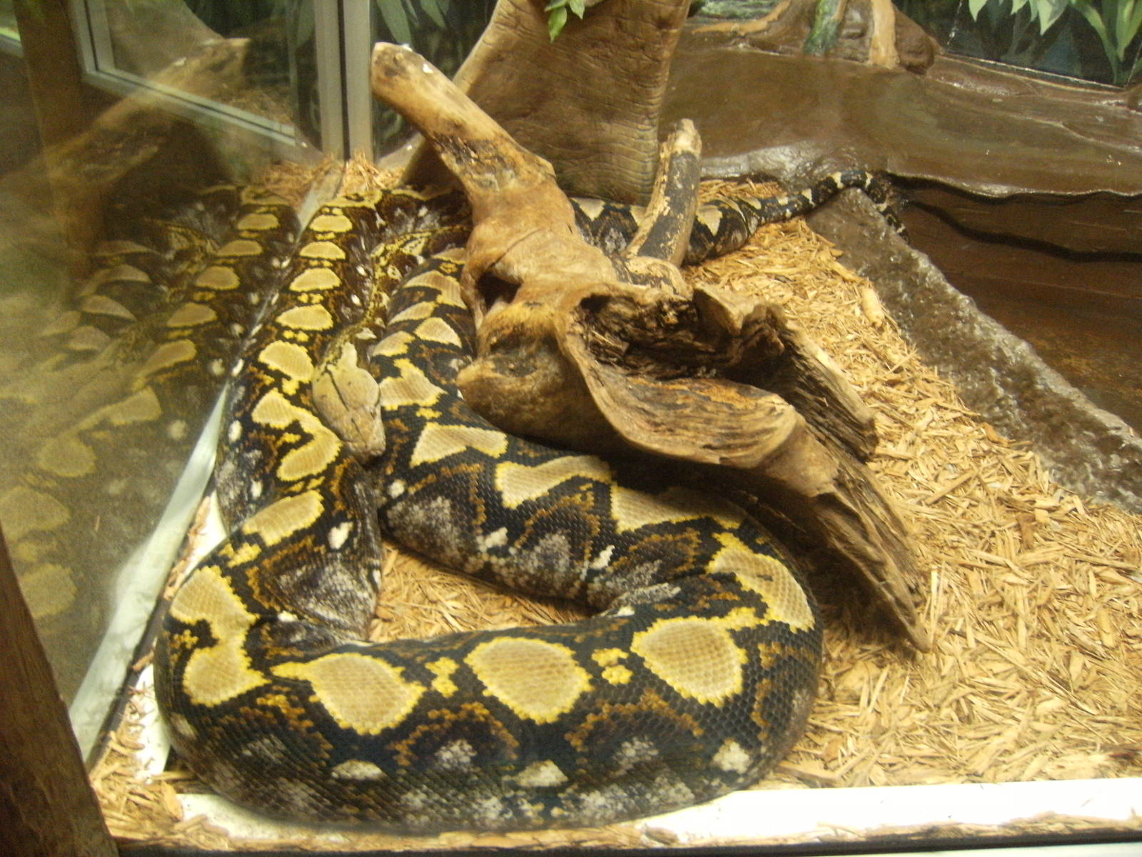 Reticulated Python