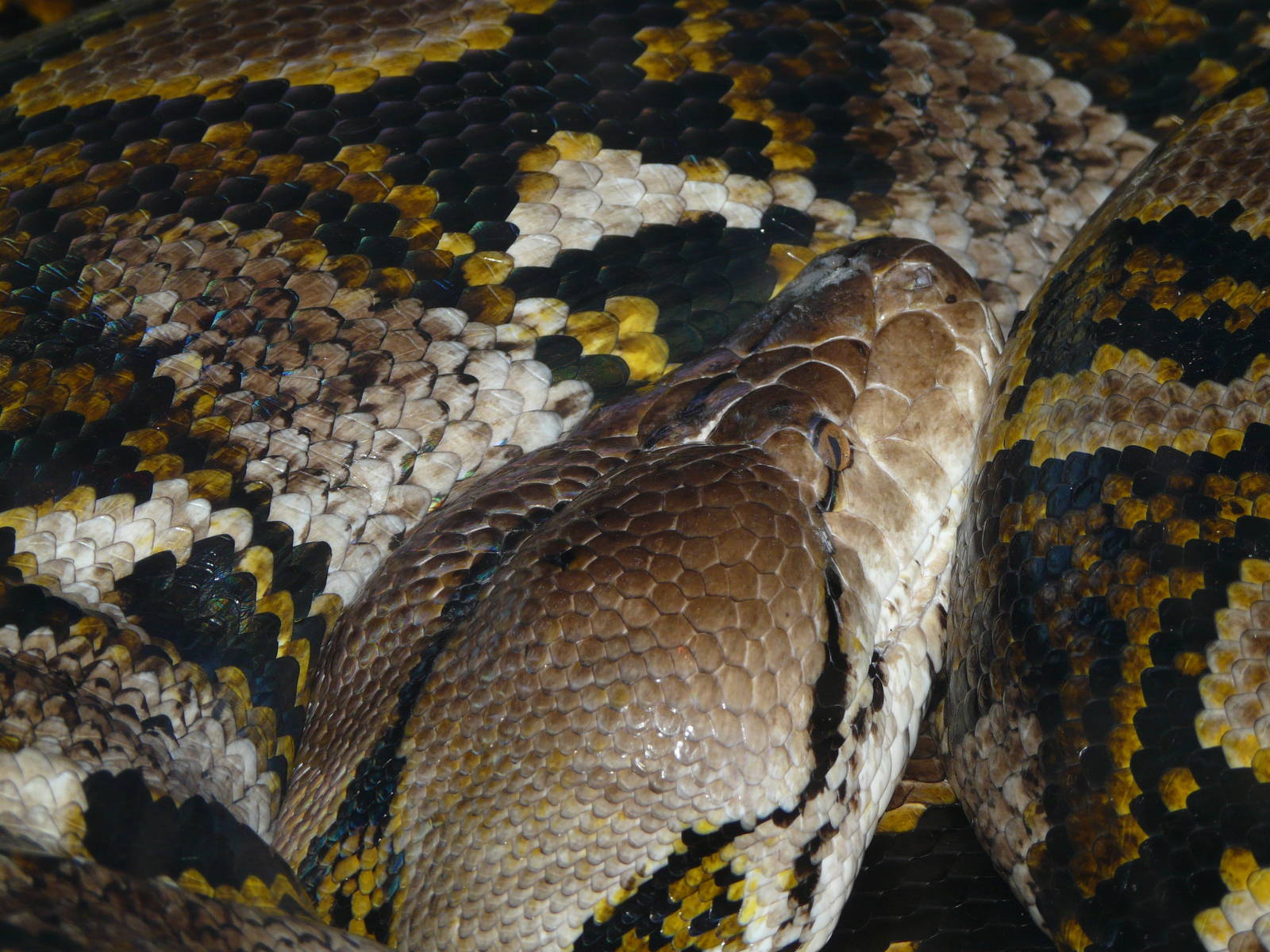 Reticulated python