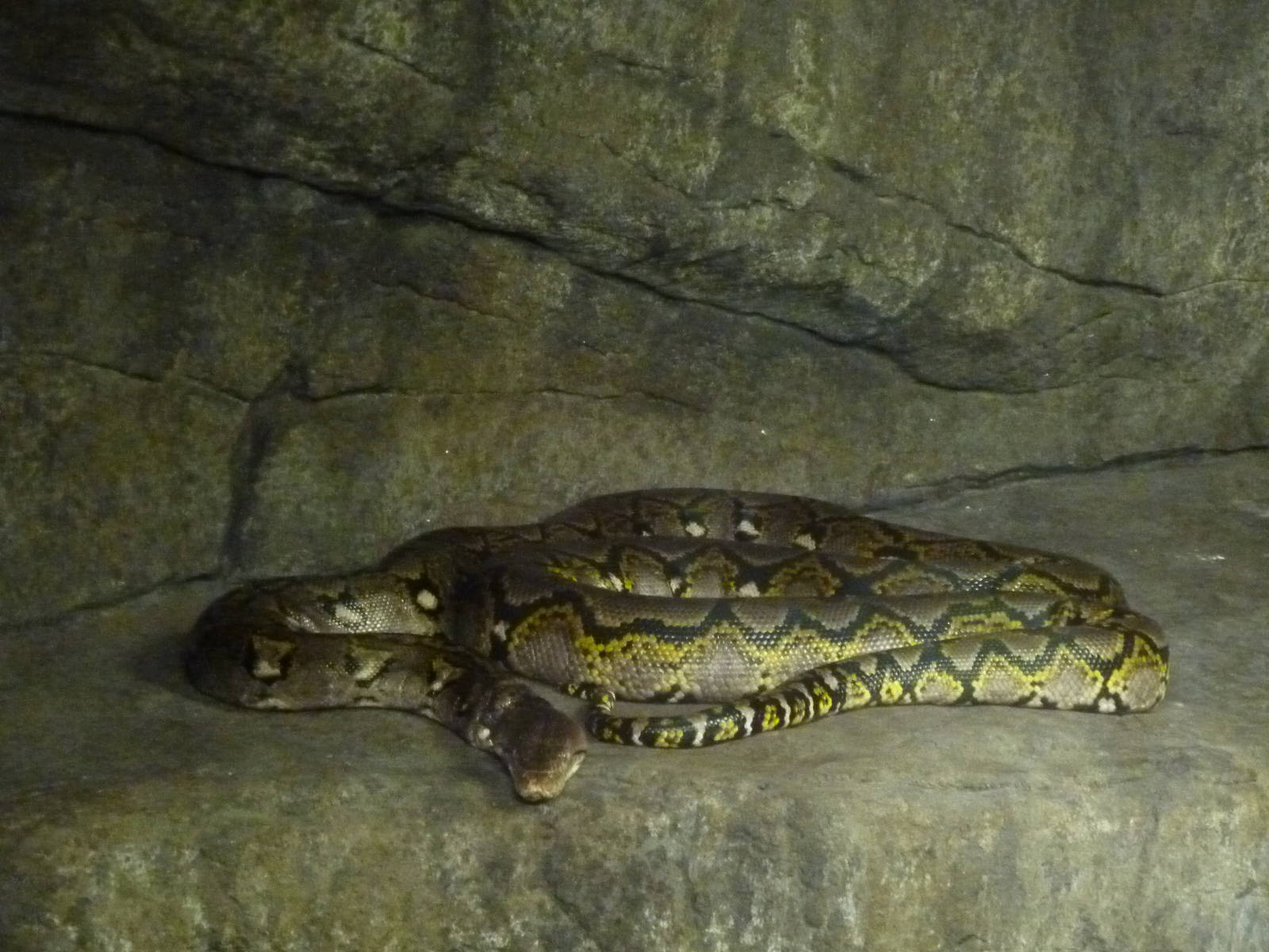 Reticulated python
