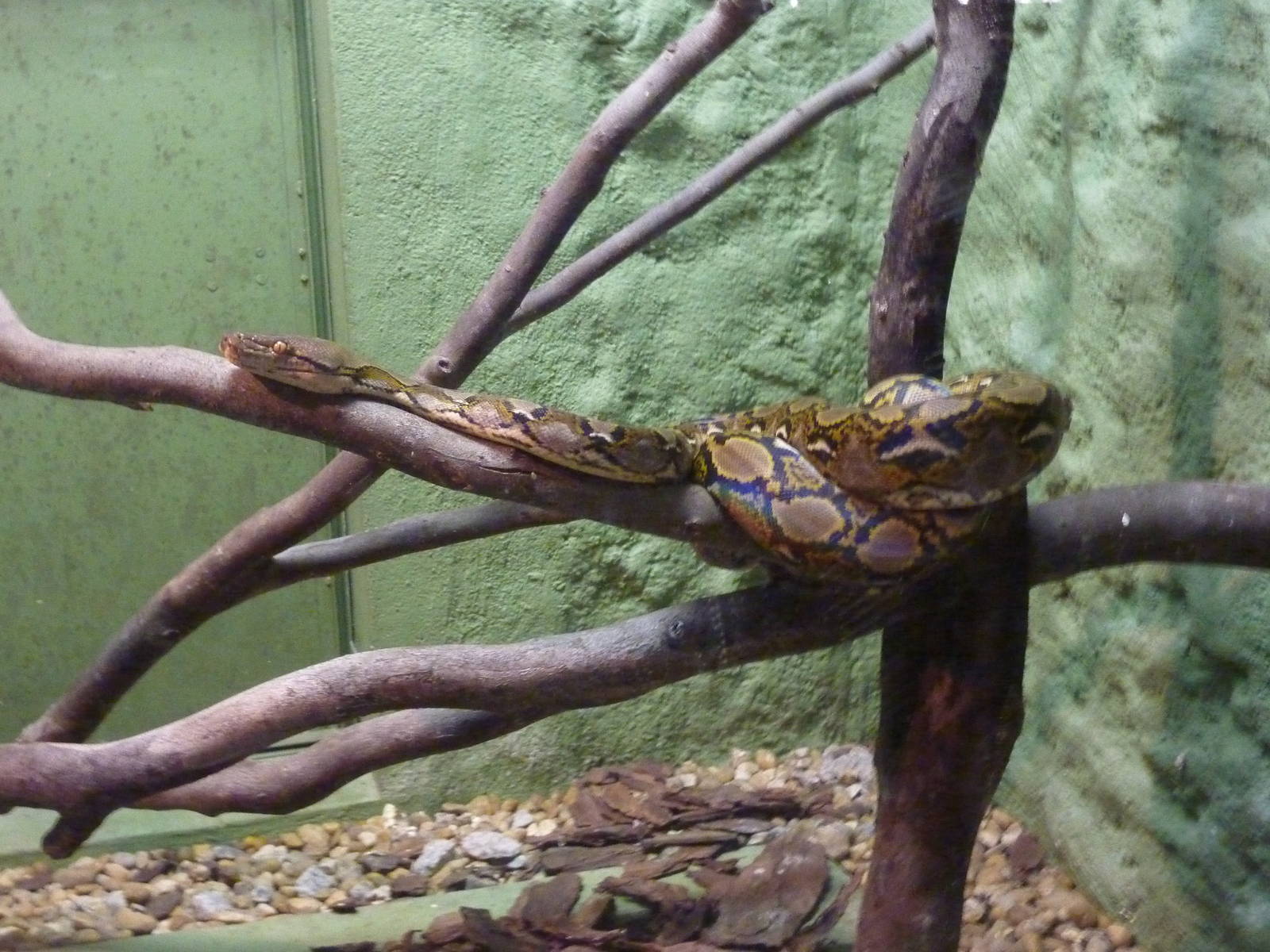 Reticulated python
