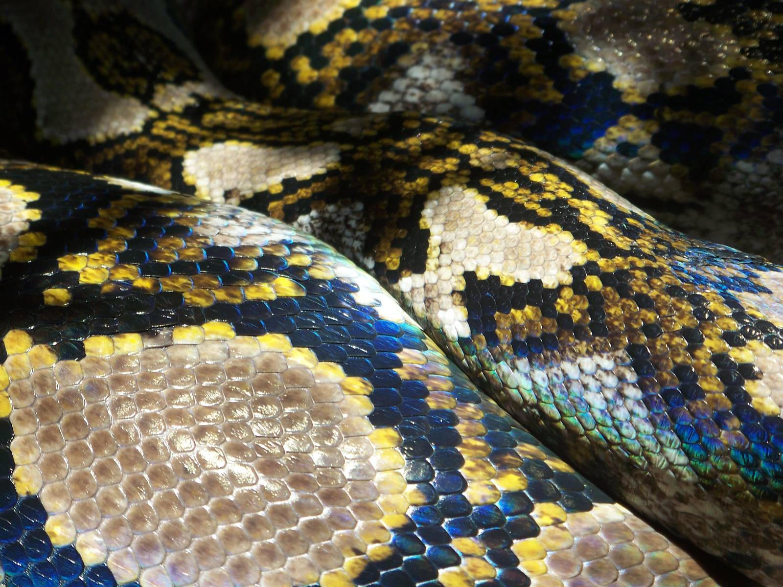Reticulated Python