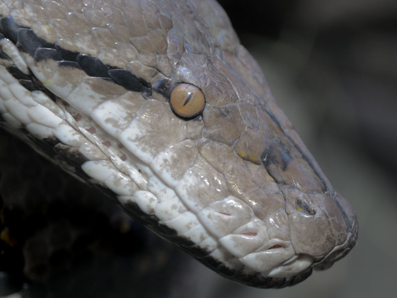 Reticulated python
