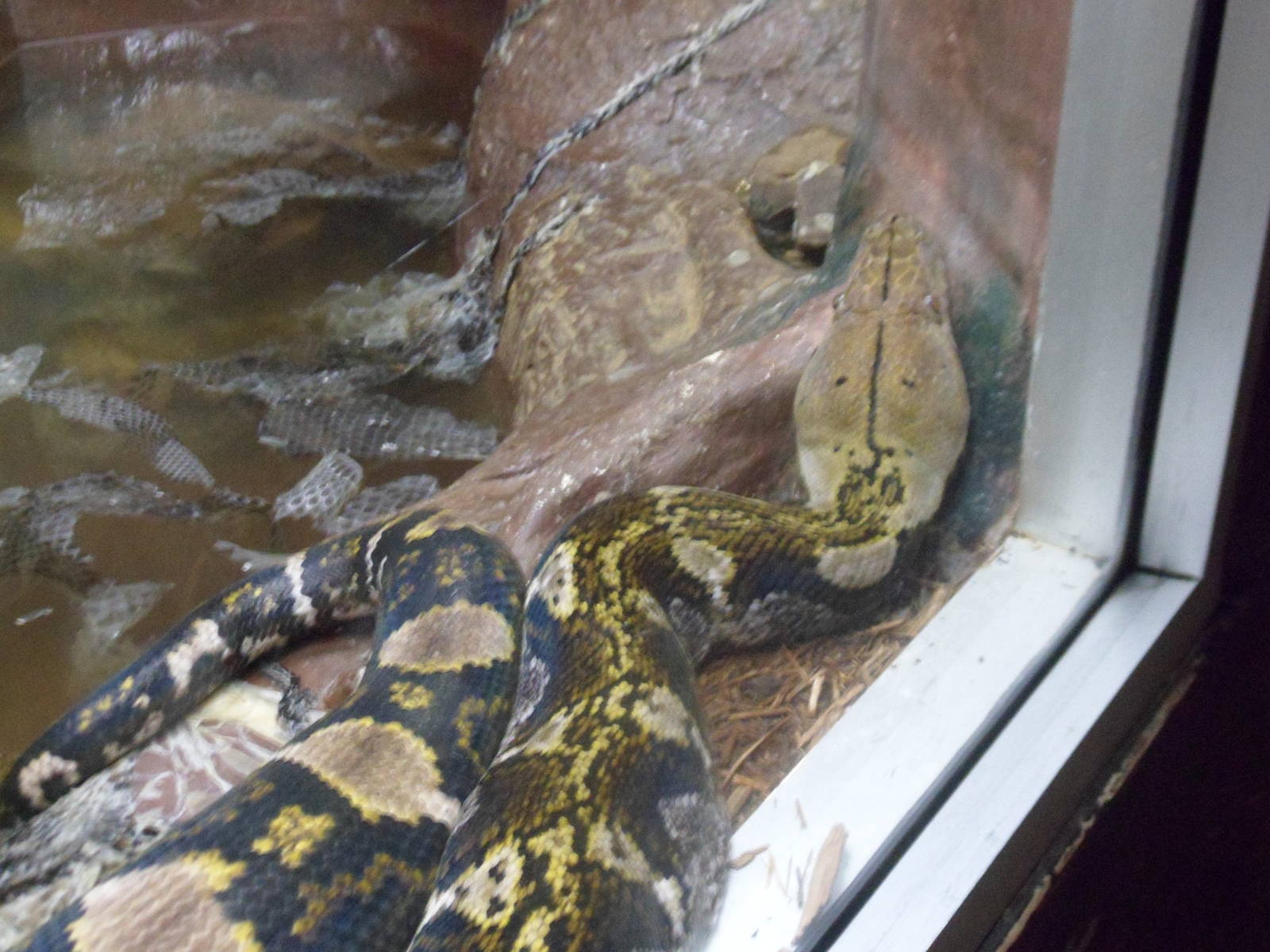 Reticulated Python
