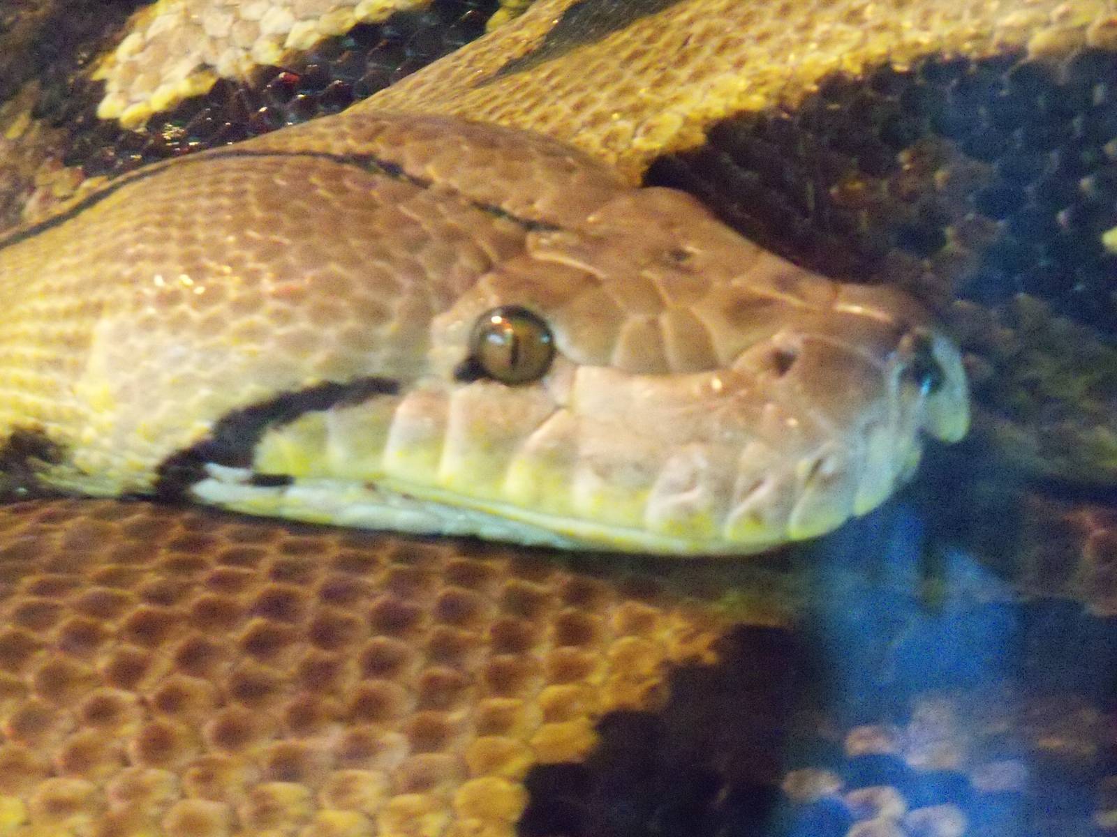 Reticulated Python