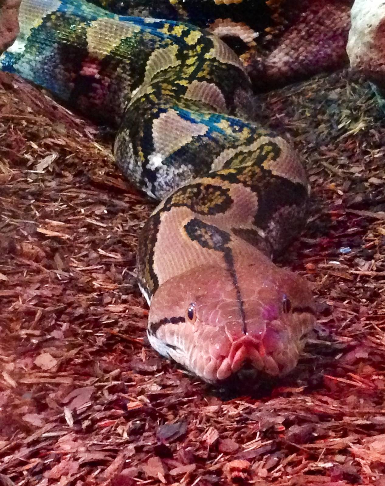 Reticulated Python