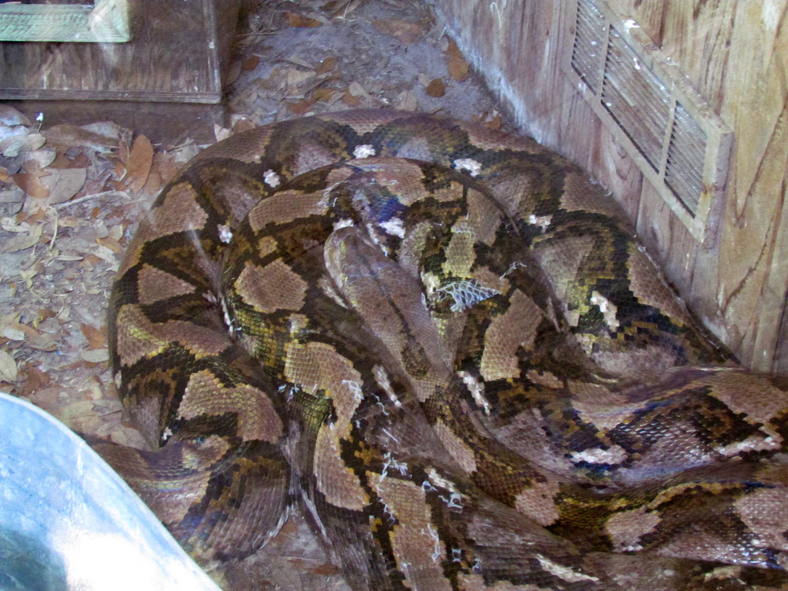 Reticulated Python