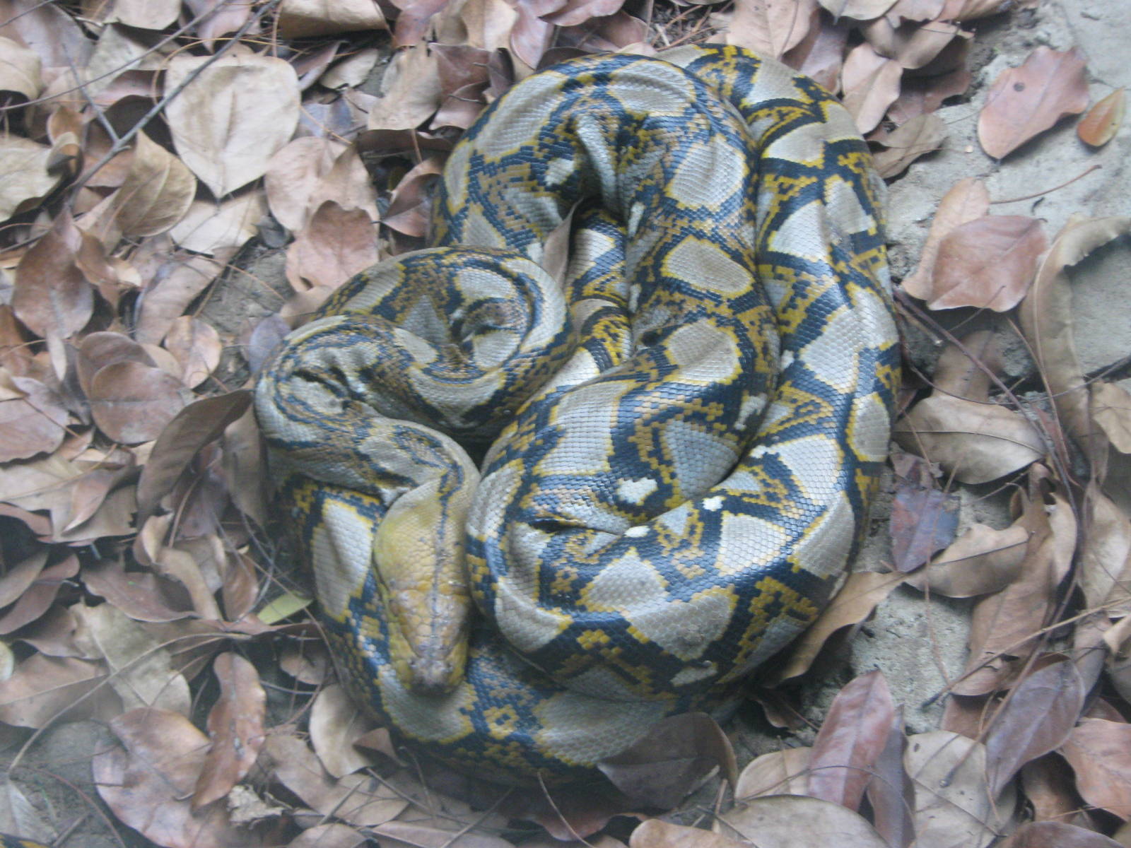 Reticulated Python