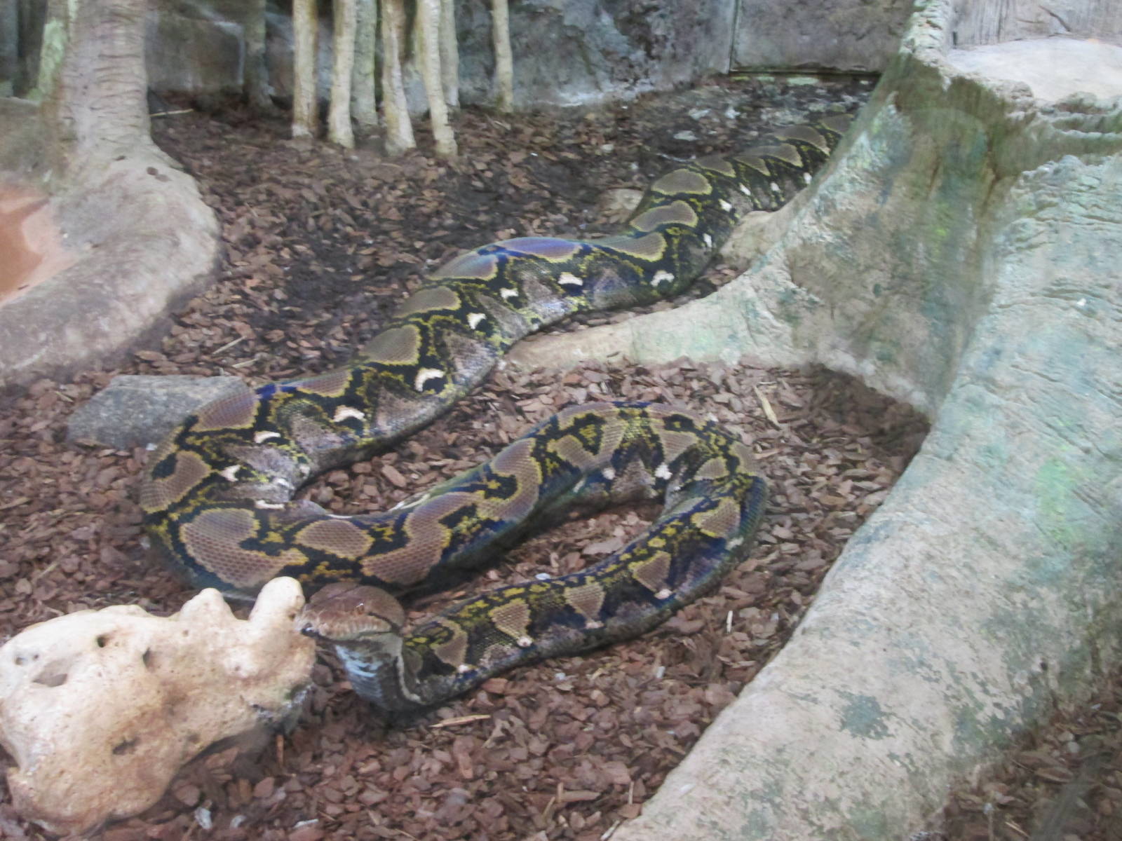 Reticulated Python