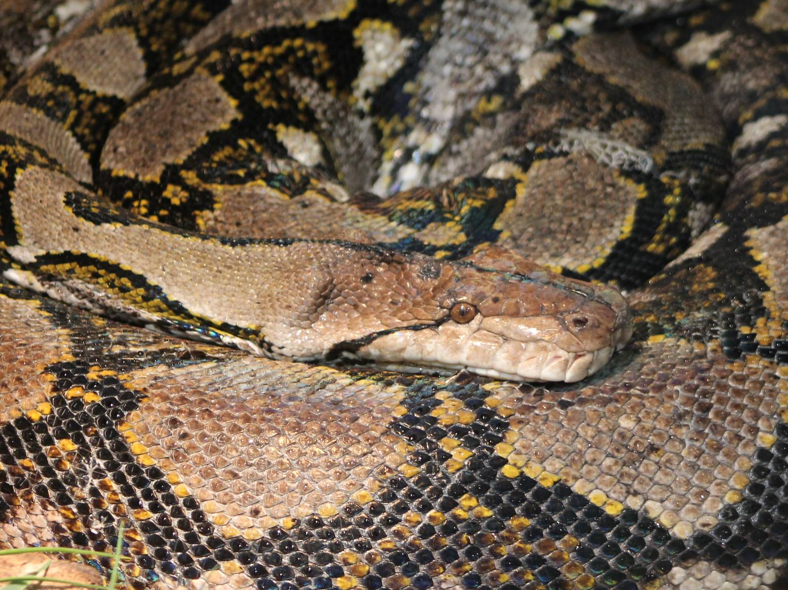 Reticulated python