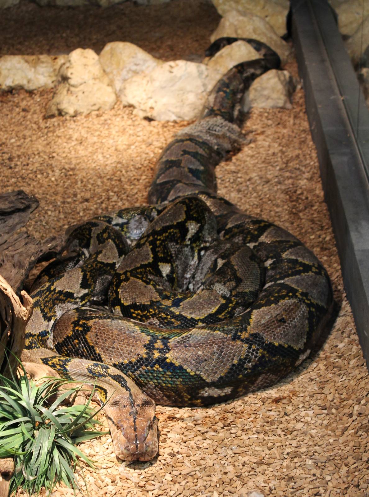 Reticulated python