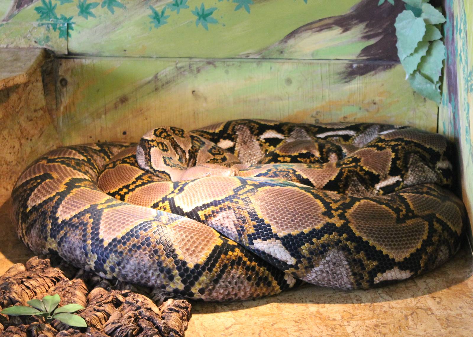 Reticulated python